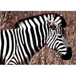 DTP Zebra 