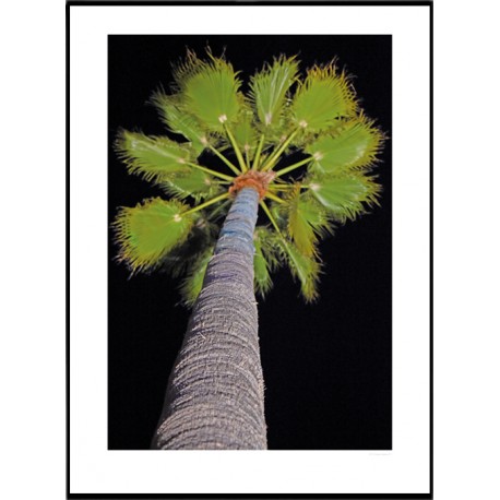Night Palm Poster