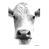 Cow Face Poster