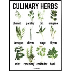 Culinary Herbs Poster