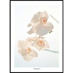 White Moth Orchid 
