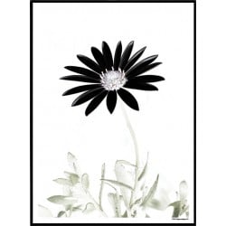 Black Flower Poster