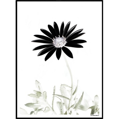 Black Flower Poster