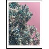 Pink Lilac Poster