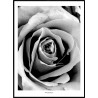 Grey Rose Poster