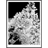 White Lilac Poster