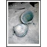 The Shells Poster