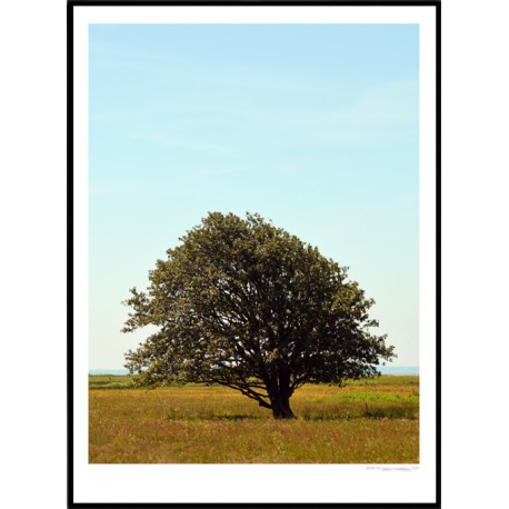 Barsebäck Tree