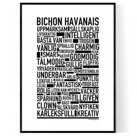 Bichon Havanais Poster