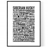 Siberian Husky Poster