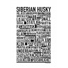 Siberian Husky Poster