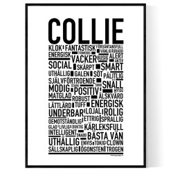Collie Poster