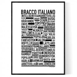 Bracco Italiano Poster