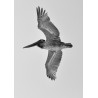 Florida Pelican 