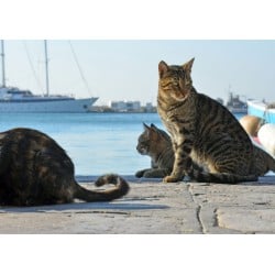 Greece Cats 