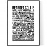 Bearded Collie Poster