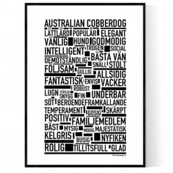 Australian Cobberdog Poster