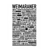 Weimaraner Poster