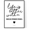Life Is Better Engelsk Springer Spaniel