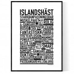 Islandshäst Poster