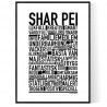 Shar Pei Poster