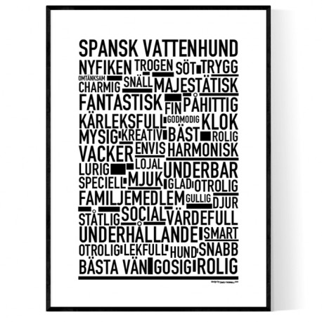 Spansk Vattenhund Poster