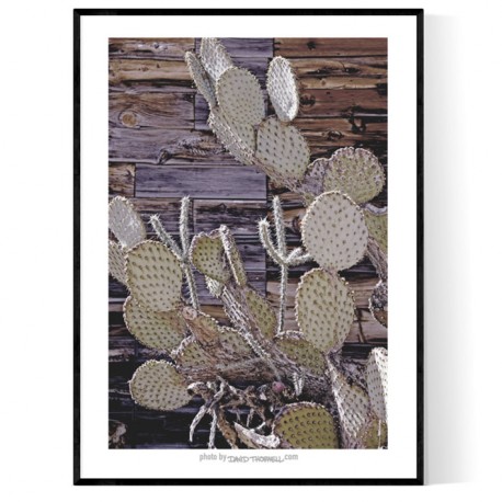 Hackberry Cactus Poster