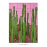 Rancho Mirage Cactus Poster