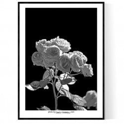White Roses Poster