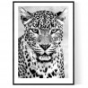 Leopard King Poster