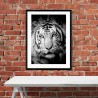 Tiger King Poster