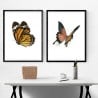 Tiger Butterfly Poster