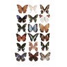 Fjärilar Poster