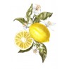 Lemons Flowers Poster