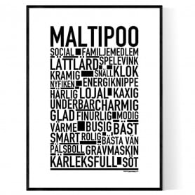 Maltipoo Poster