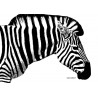 The Zebra Poster