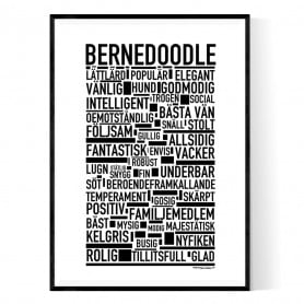 Bernedoodle Poster