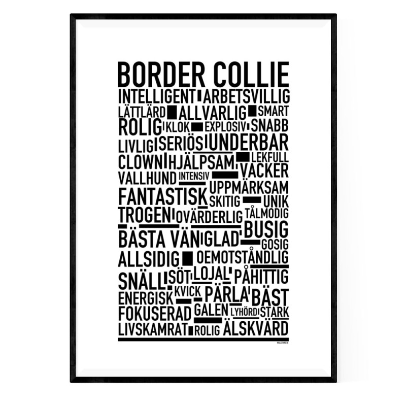Border Collie Poster