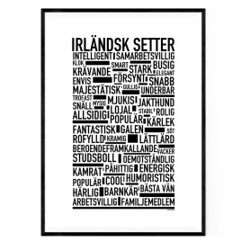 Irländsk Setter Poster