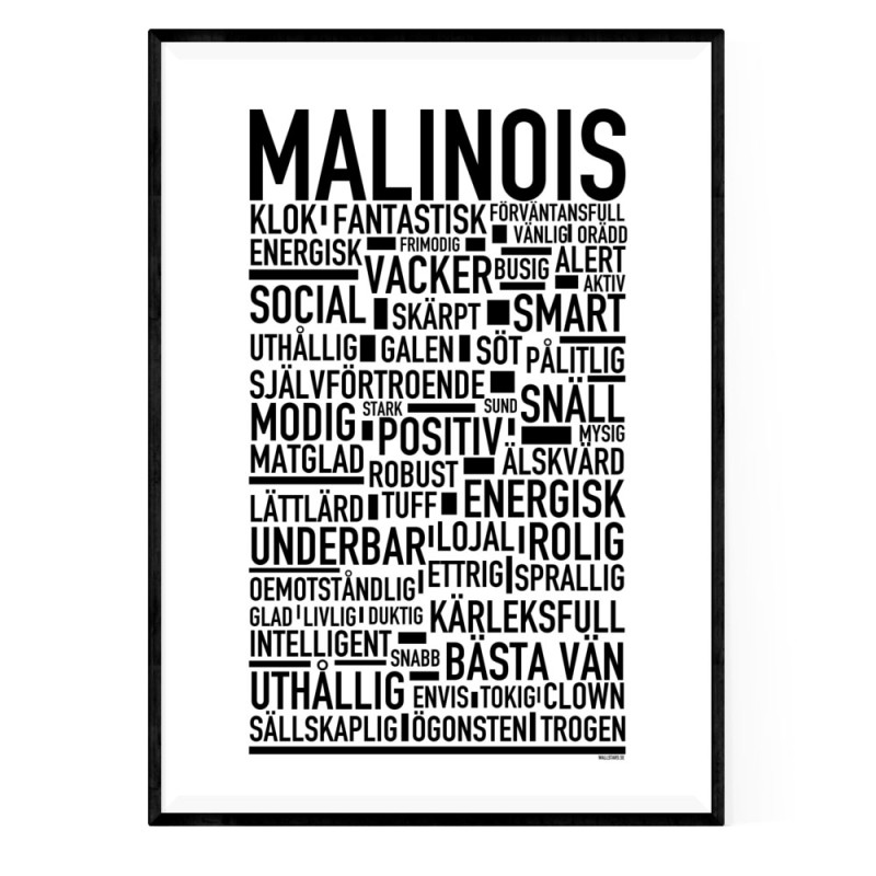 Malinois Poster
