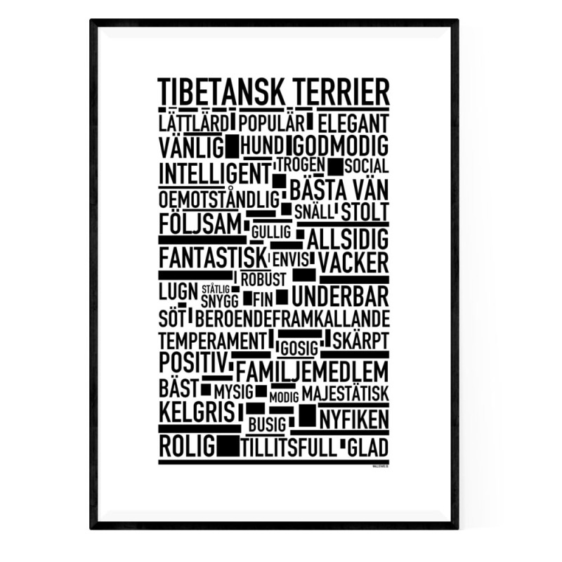 Tibetansk Terrier Poster