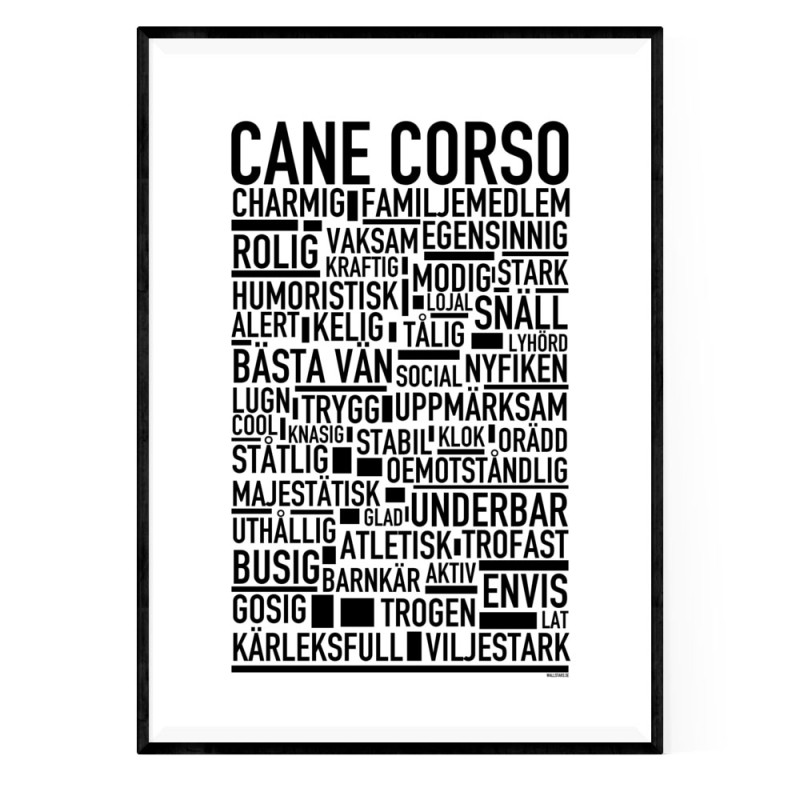 Cane Corso Poster