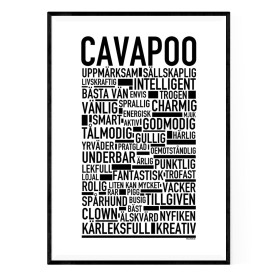 Cavapoo Poster