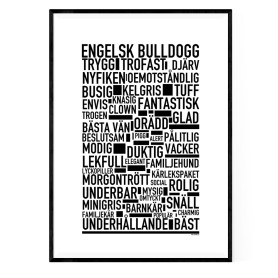 Engelsk Bulldogg Poster