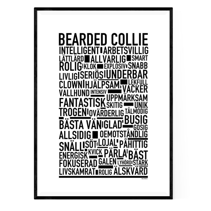Bearded Collie Poster