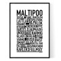 Maltipoo Poster