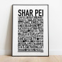 Shar Pei Poster
