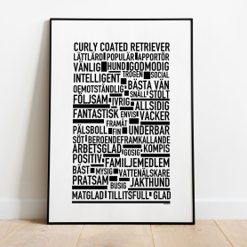 Curly Coated Retriever Poster