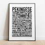 Pekingese Poster