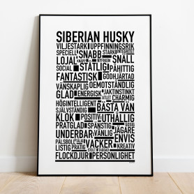 Siberian Husky Poster